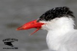_MG_1478 Caspian Tern.jpg