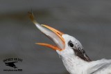 Royal Tern - swallowing large fish