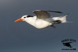 _MG_0408 Royal Tern.jpg