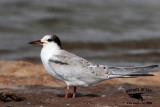 _MG_1769 Common Tern HY.jpg