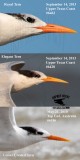 Elegant Tern - Bolivar Peninsula - Upper Texas Coast - September 14, 2013