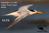 _MG_6430 Elegant Tern.jpg