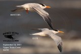 _MG_6450 Elegant Tern vs Royal Tern HY.jpg