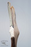 _MG_8013 Brown Pelican.jpg