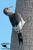 _MG_8652 Red-headed Woodpecker.jpg