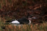 _MG_8700 Red-headed Woodpecker.jpg