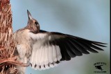 _MG_9023 Red-headed Woodpecker.jpg