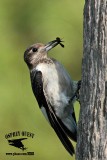 _MG_9229 Red-headed Woodpecker.jpg