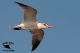 _MG_3333 Caspian Tern HY.jpg