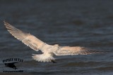_MG_3636 Caspian Tern HY.jpg