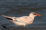 _MG_3648 Caspian Tern HY.jpg