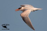 _MG_4268 Caspian Tern HY #2.jpg