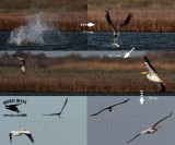 Osprey harassed by American White Pelican who unsuccessfully tried to steal fish in mid-air