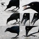 Great-tailed Grackle - technique of cracking open bivalve mollusc shells 