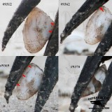 _MG_9312_62_69-70 Great-tailed Grackle cracking open bivalve mollusc shell.jpg