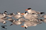 Fun with Texas Terns during winter - how many species can you see? (quiz)