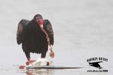 _MG_8556 Turkey Vulture eating Caspian Tern carcass.jpg
