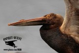 American White Pelican - birds oiled during Galveston Bay oil spill