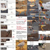 BANDED LETE REKN PIPL SNPL 2011-14 1200.jpg