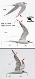 Common Tern with extremely long steamers