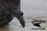 _MG_3238CROP2 Grants Storm-Petrel.jpg