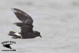 _MG_3398 Grants Storm-Petrel.jpg