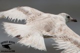 Kumliens gull_MG_4705.jpg