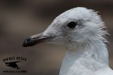 Kumliens gull_MG_4786.jpg