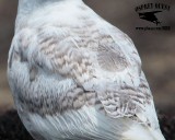 Kumliens gull_MG_4847.jpg