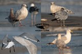 Kumliens gull vs. LAGU RBGU LBBG and HERG.jpg
