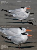 Elegant Tern vs SATE and ROYT.jpg