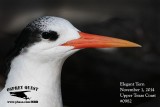_MG_0982 Elegant Tern.jpg