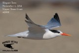 _MG_0999 Elegant Tern.jpg