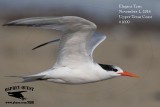 Elegant Tern - November 1, 2014 - Upper Texas Coast - new state record