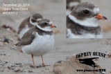 _M5A3712 Semipalmated Plover.jpg