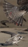 Black Tern HY with tail and uppertail covert subterminal bands