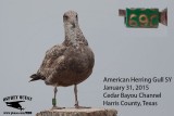 _M5A7153 American Herring Gull band  69C.jpg