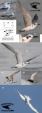 Black Tern - underwing color and winter head patterns