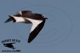 _MG_5740 Sabines Gull.jpg