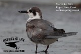 _M5A5627 BLTE 031415 Black Tern.jpg