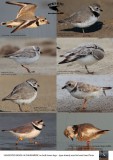 Piping Plover BANDS - VISIBILITY.jpg