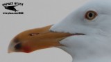 _M5A6073CROP2 American Herring Gull with odd leg color.jpg
