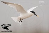 _M5A7797 Cayenne Tern.jpg