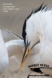 _M5A7816 Cayenne Tern.jpg