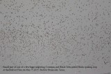 _M5A5731 Common-Black Tern migrating flock.jpg