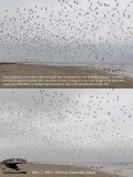 _M5A6120_48 Common-Black Tern migrating flock.jpg