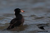 _M5A2080 Surf Scoter.jpg