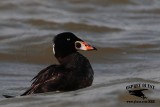 _M5A2284 Surf Scoter.jpg