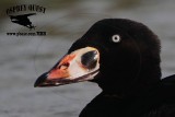 _M5A2775 Surf Scoter HEAD.jpg