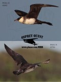 Pomarine Jaeger#1&2 ON THE WING.jpg